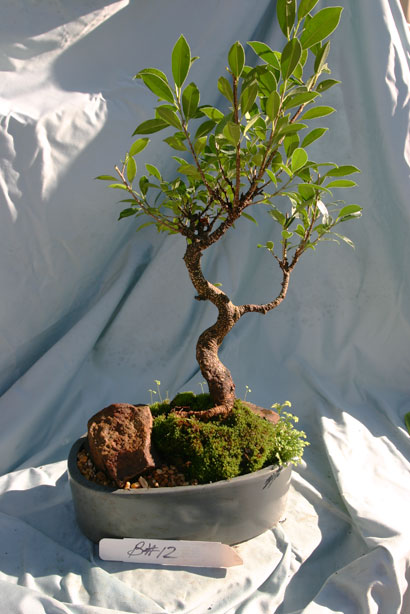 Ficus Banyan Dish