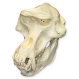 Geleda Baboon Skull 