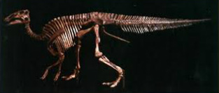 Hadrosaur Full Skeleton