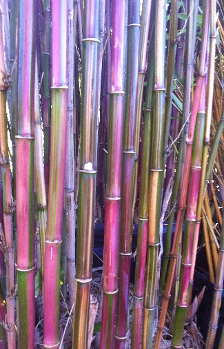Candy Stripe Bamboo