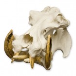 Hippopotamus Skull