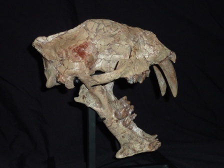 Saber Tooth Cat Skull