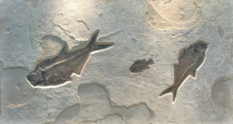 Diplomystus dentatus and Cockerellites liops fish fossils