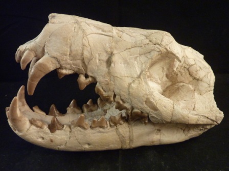 Hyaenodon Horridus Skull