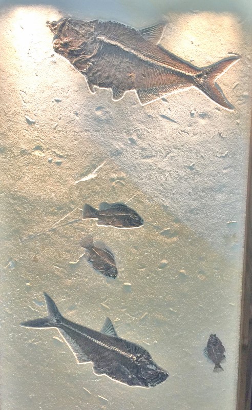 Five Fish Fossil Specimen