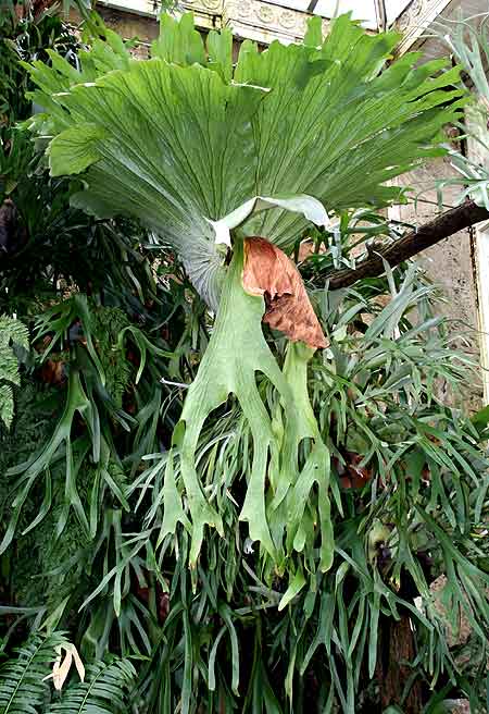 Giant staghorn fern 