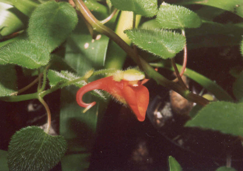 Impatiens nyungensis 