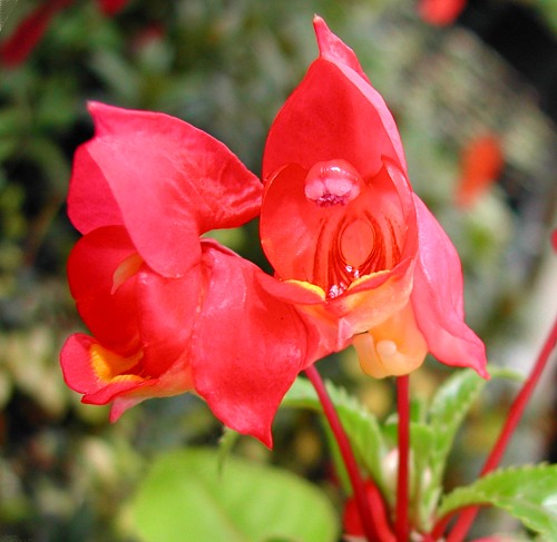 Impatiens bicaudata 