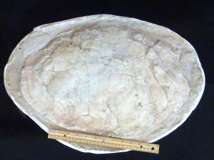 Large Sea Turtle Shell