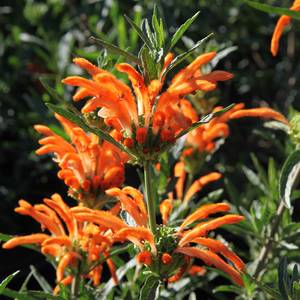 Leonotis leonurus (Lion's Tail) 