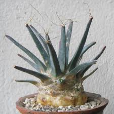 agave cactus 