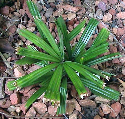 Licuala fordiana