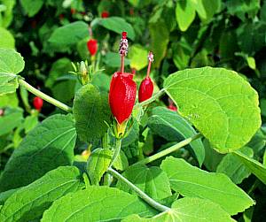 Turk's Cap