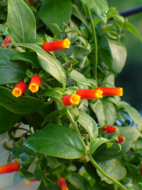 Brazilian Firecracker Vine 