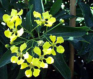 Mexican  Butterfly Vine