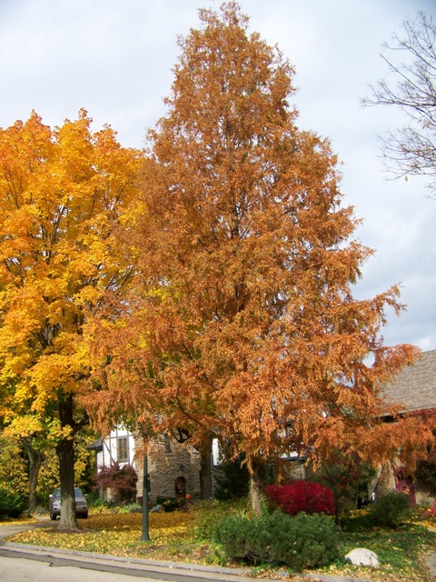 Dawn Redwood