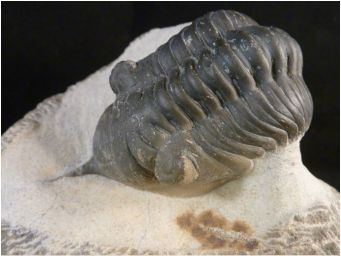 Morocanities Trilobite