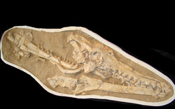 Mosasaur Skull, Unprepared