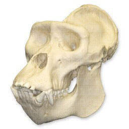 Mountain Gorilla Skull