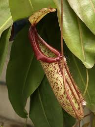 Napenthes Pitcher Plant