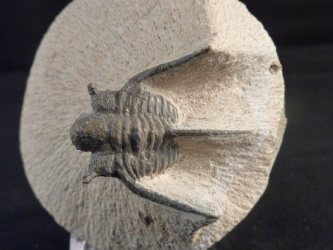 Onnia  Trilobite