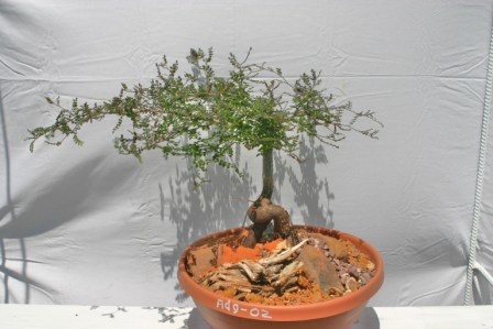 Operculicarya decaryi Bonsai Dish