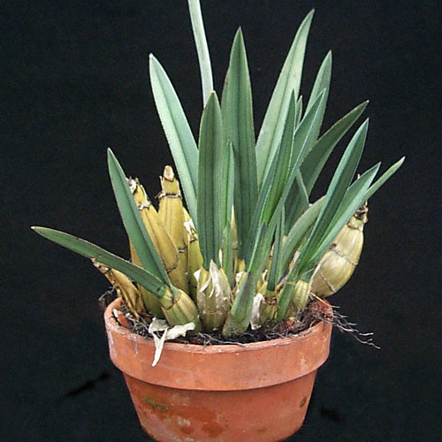 Eulophia Petersii