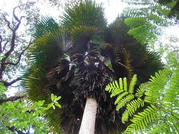 Pritchardia beccariana