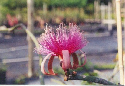 Shaving Brush Tree