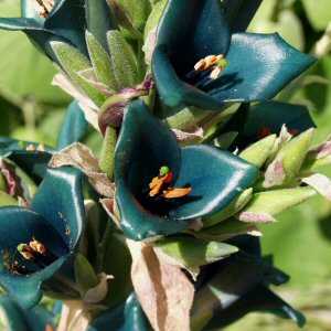 Puya alpestris Sapphire Tower