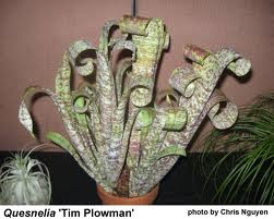 Quesnelia marmorata Tim Plowman