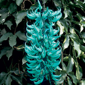 Jade Vine 