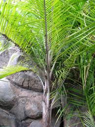 Ravenea glauca