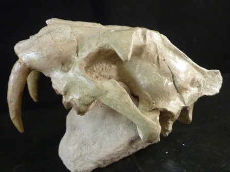 Hoplophoneus Saber Tooth Cat Skull