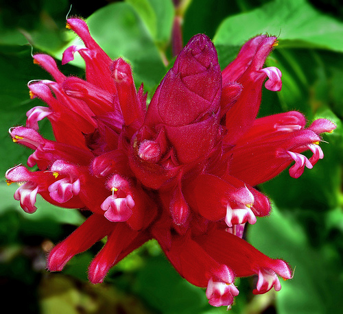 Salvia wagneriana 