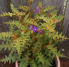 Porcupine Tomato Plant