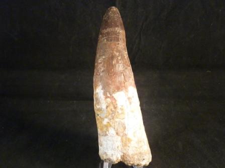 XL Spinosaurus Tooth