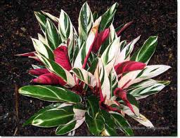 Stromanthe sanguinea 'Triostar'