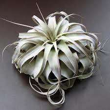 Tillandsia xerographica 