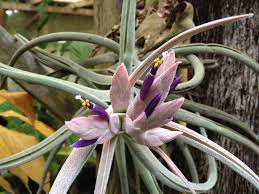 Tillandsia seleriana