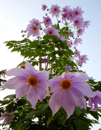 Tree Dahlia 