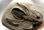 Trilobite Kolihapeltis rabatensis