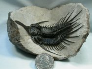 Trilobite Psychopyge elegans