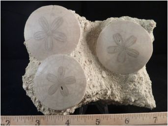 Triple Sand Dollar Fossil