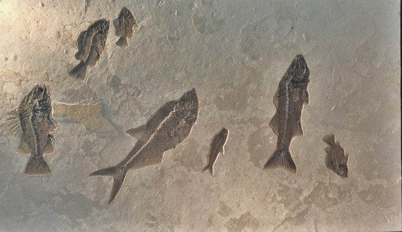Seven Fish Fossil Specimen