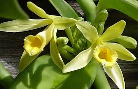 Vanilla Bean Orchid