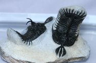 Trilobite Walliserops n. sp aff. tridens