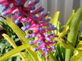 Matchstick Bromeliad