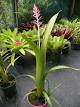 Aechmea purpurea rosea