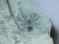 Arachnid Fossil